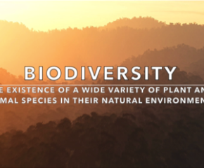 Heaven's Falling: V4B's Signature Video